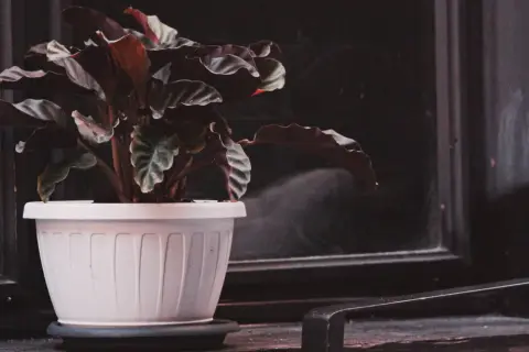 Plante de Calathea en pot blanc, ses feuilles sombres et ondulées suggèrent un entretien délicat.