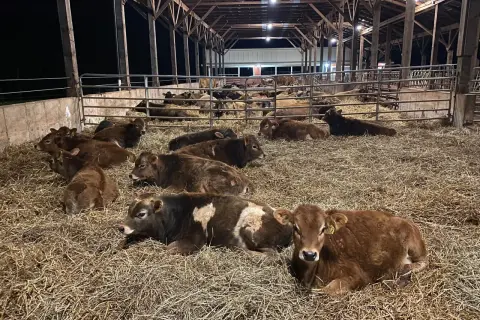 Młode bydło odpoczywa na słomie w oborze. Zdrowy wygląd zwierząt sugeruje, że stosuje się skuteczne metody hodowli, być może z użyciem preparatu Pulmomax.