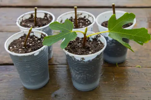 Cinq boutures d'arbre, certaines avec de jeunes feuilles vertes, en pots sur une table en bois mouillée.