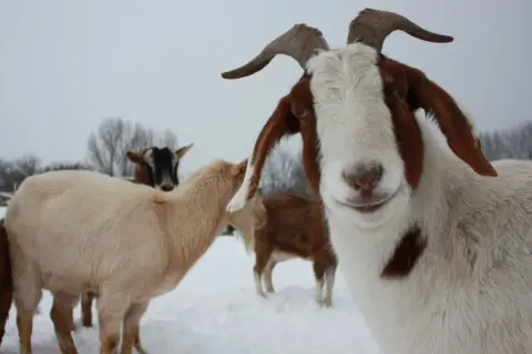 Neugierige ziegen im winterlichen Schnee. Eine Ziege mit braunen Flecken blickt direkt in die Kamera, während andere im Hintergrund stehen.