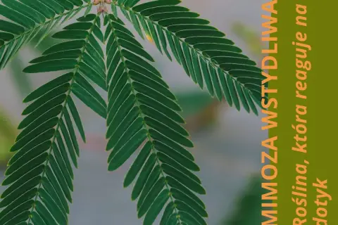 Liście mimozy wstydliwej, rośliny, która reaguje na dotyk.
