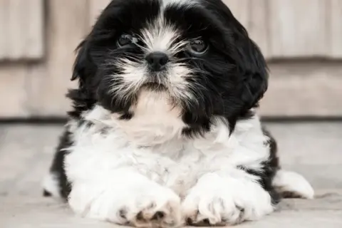 Czy shih tzu uczula? Odkryj prawdę o alergiach i psach