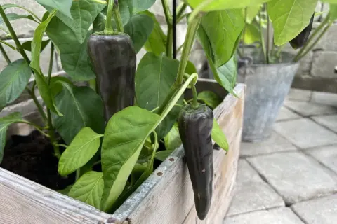 Mörk paprika planta med avlånga, mörklila frukter som hänger från grenarna.