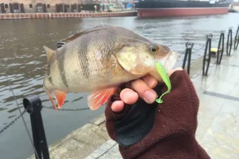 Okoń złowiony na zielony dropshot, trzymany w rękawiczce nad wodą.