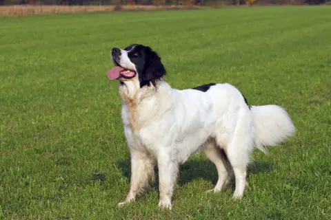 Ein großer, schwarz-weißer Landseer mit treuem Blick und wedelndem Schwanz steht auf einer grünen Wiese. Sein sanfter Landseer Charakter strahlt Ruhe aus.