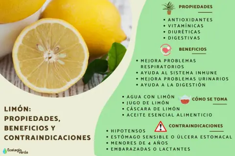 El limón es bueno para la digestión, el sistema inmune y problemas respiratorios. Sus propiedades antioxidantes y vitamínicas lo hacen ideal.