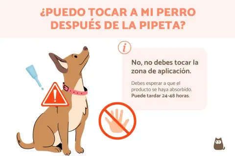 Un perro mira hacia arriba, con una pipeta y un signo de advertencia. El texto indica que no debes tocar la zona de aplicación después de la pipeta.