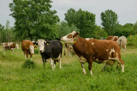 Kilka krów na zielonej łące. Zastanawiasz się, ile kosztuje krowa?