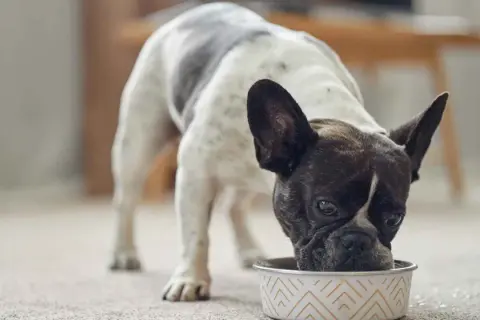 Un bulldog francés con manchas blancas y negras come de un cuenco, disfrutando de su dieta blanda para perros.