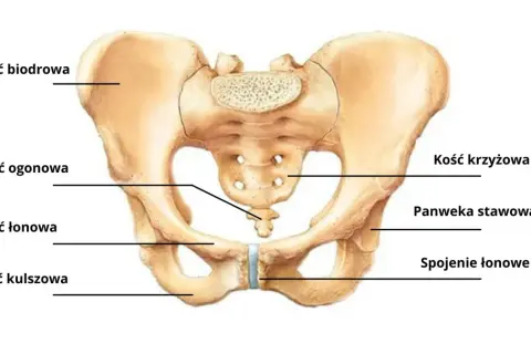Anatomia miednicy: kość biodrowa, kość krzyżowa, kość ogonowa, panewka stawowa, spojenie łonowe, kość łonowa i kość kulszowa.