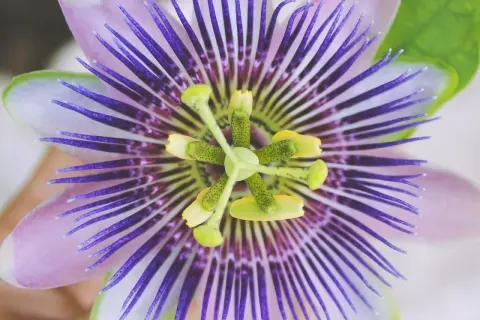 Detailaufnahme einer lila-weißen Passionsblume. Informiere dich über Passionsblume Nebenwirkungen, bevor du sie verwendest.