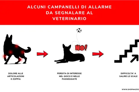 Segnali di **dolori articolari cane**: zoppia, disinteresse per il gioco e difficoltà a salire le scale. Consultare il veterinario.