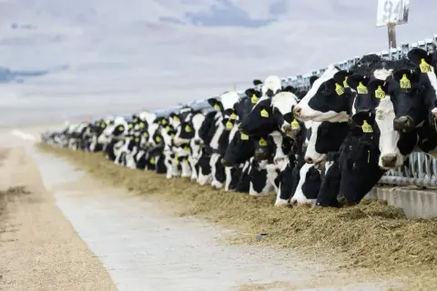 Una lunga fila di mucche da latte mangia fieno, un'immagine che evoca il tema dell'inquinamento zootecnico.