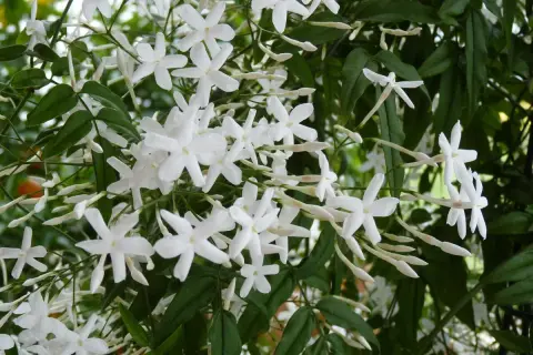 Weiße Jasminblüten ranken sich üppig. Ob Jasmin winterhart ist, fragt man sich angesichts dieser Pracht.
