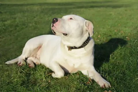 Un adorable dogo argentino bebé, con su collar tachonado, descansa plácidamente sobre la hierba verde, disfrutando del sol.