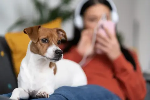 Jack Russell terrier na kanapie, słuchając muzyki. Może to być początek nauki, jak wytresować jack russell terrier.