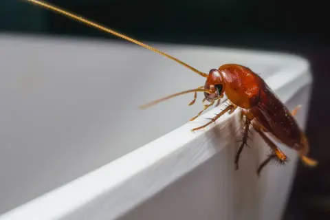 Un cafard brun sur le bord d'un récipient blanc. Une image pour illustrer comment se débarrasser des cafards naturellement.