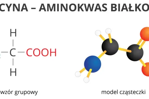 Glicyna, najprostszy z aminokwasów białkowych, przedstawiona jako wzór grupowy i model cząsteczki.