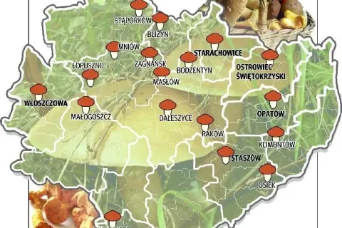Gdzie na grzyby świętokrzyskie? Odkryj najlepsze miejsca na grzyby