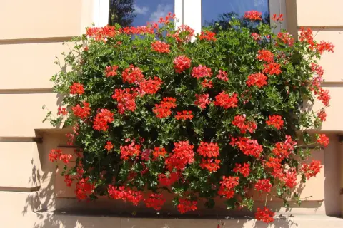 Obficie kwitnąca pelargonia kaskadowa w intensywnym kolorze czerwonym zdobi okno, tworząc żywy wodospad kwiatów.