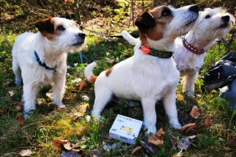 Trzy psy rasy Jack Russell Terrier w lesie. Obok jednego z nich leży opakowanie tickless dla psa, zapewniające ochronę przed kleszczami.