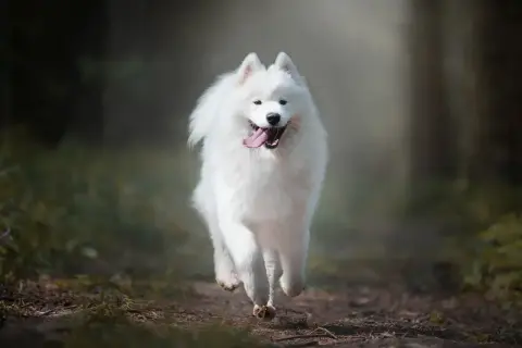 Radosny, dorosły samoyed pędzi leśną ścieżką, z językiem na wierzchu i wesołym spojrzeniem.