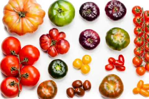 Variedad de tipos de tomate: grandes, morados, verdes, rojos y amarillos, dispuestos en filas sobre fondo blanco.