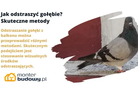 Jak pozbyć się gołębi z balkonu? Skuteczne metody to wizualne odstraszacze. Gołąb na tle czerwono-białej ściany.