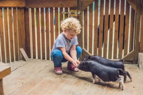 Kleines Kind füttert Schweinchen. Tolle Unternehmungen mit Kleinkind 2 Jahre auf einem Bauernhof.