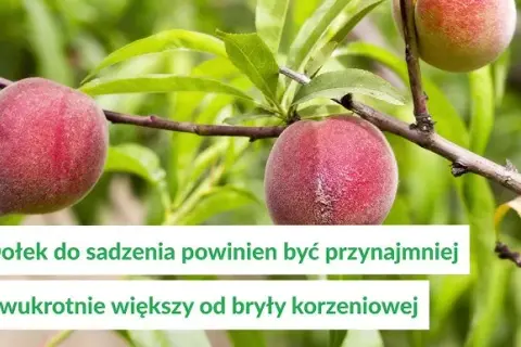 Brzoskwinie kiedy sadzić - uniknij błędów i zapewnij sukces w ogrodzie