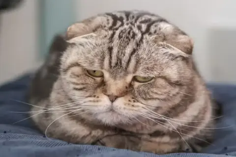 Gato atigrado con ojos tristes, acurrucado, como se despide un gato antes de morir, con una mirada melancólica.