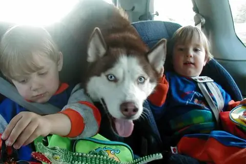 Czy husky jest dobry dla dzieci? Ważne informacje o bezpieczeństwie i wychowaniu