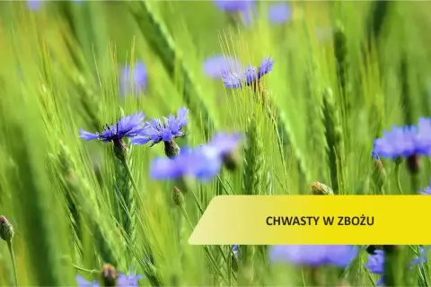 Chabry, czyli chwasty w zbożu, kwitną wśród zielonych kłosów.