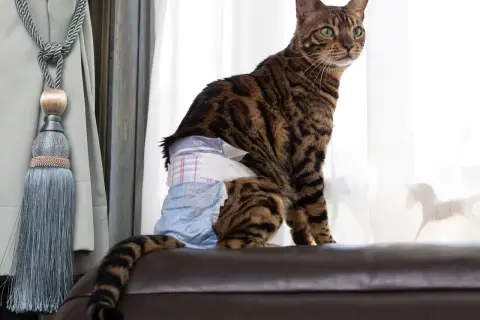 A Bengal cat wears a diaper, managing cat incontinence with dignity.