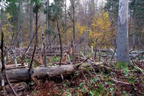Jak zmieniła się szata roślinna - zaskakujące zmiany i ich skutki