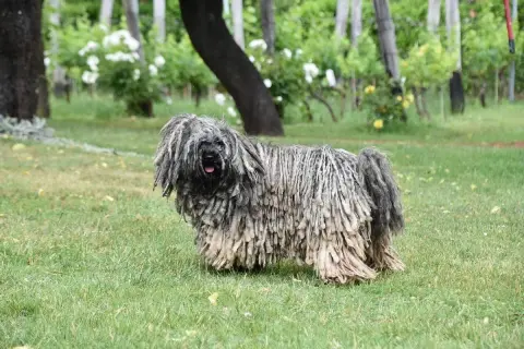 Un perro Puli con su característico pelaje rastafari, una de las razas de perros que sueltan mucho pelo, pasea por un jardín verde.