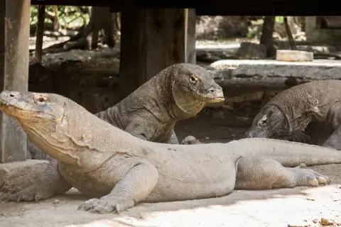 Kilka waranów na wyspie Komodo odpoczywa w cieniu.