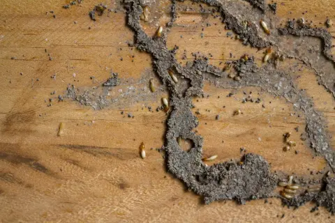 Piccole termiti biancastre scavano gallerie nel legno, lasciando tracce di terra e detriti.