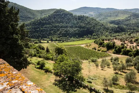 Widok z murów Castello del Trebbio na toskańskie wzgórza, winnice i gaje oliwne.