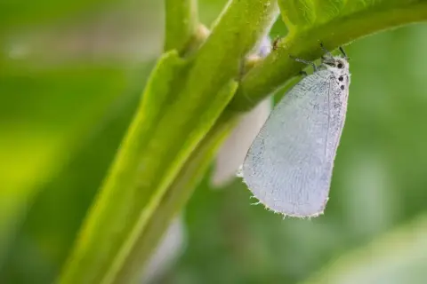 Biała, skrzydlata owadka, naturalny wróg mączlika, siedzi na zielonej łodydze rośliny.