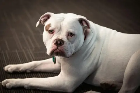 Ein weißer American Bulldog mit brauner Fleck über dem Auge liegt auf einem dunklen Teppich.