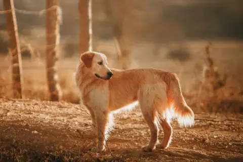 Ile żyje Golden Retriever? Kluczowe czynniki i porady ekspertów