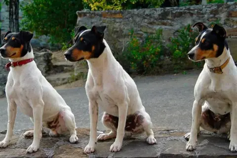 Tres perros bodegueros, blancos con manchas negras y marrones, sentados en un muro de piedra.