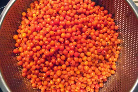 Gromadzone pomarańczowe owoce jarzębiny, gotowe na nalewkę jarzębiak wódka.