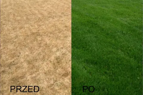 Podzielony obraz trawnika: po lewej stronie sucha, brązowa trawa z napisem "PRZED", po prawej soczysta, zielona trawa z napisem "PO".