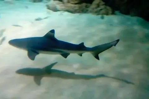 Oceanarium Toruń – Fascynujące zwierzęta i wyjątkowe atrakcje (NIECZYNNE)
