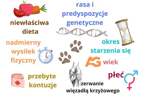 Czynniki wpływające na stawy psa: dieta, wysiłek, kontuzje, genetyka, wiek, płeć. Potrzebny lek przeciwzapalny i przeciwbólowy na stawy dla psa.