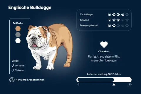 Eine Englische Bulldogge mit braun-weißem Fell, ruhig und menschenbezogen. Infos zu Fellfarbe, Größe, Herkunft und Charakter.