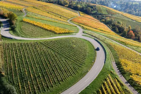 Herbstliche Weinberge in Deutschland, eine kurvige Straße schlängelt sich durch die bunten Reben. Perfekt für eine Weinwanderung.