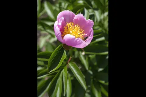 En insekt besöker en vacker rosa pion med gula ståndare. Myror på pioner är vanliga, men denna ser ut att vara en annan typ av insekt.
